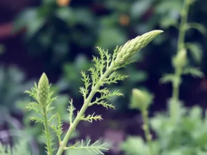 Jak pielęgnować asparagus?