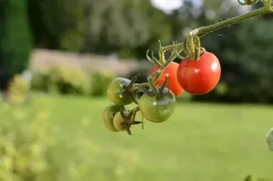 Działki przy granicy Krakowa 