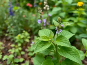 Jak wygląda żywokost? Właściwości i zastosowanie tej rośliny